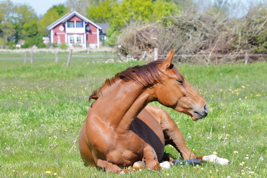 Pferd auf Weide